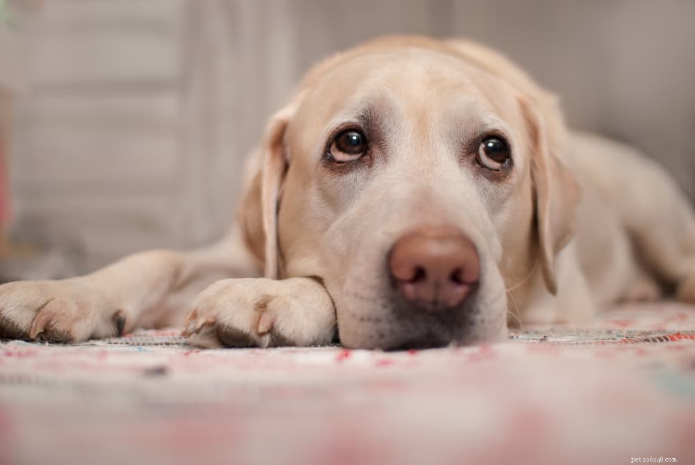 Dilated Cardiomyopathy in Dogs: Causes, Symptoms, and Care