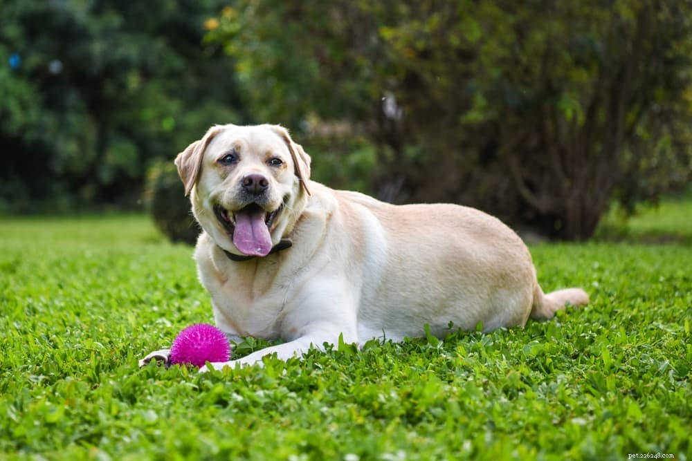 Understanding Lipomas in Dogs: Causes, Symptoms, and Care