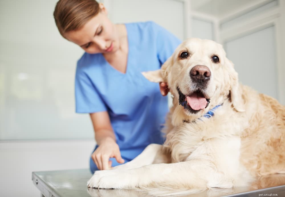 Understanding Lipomas in Dogs: Causes, Symptoms, and Care