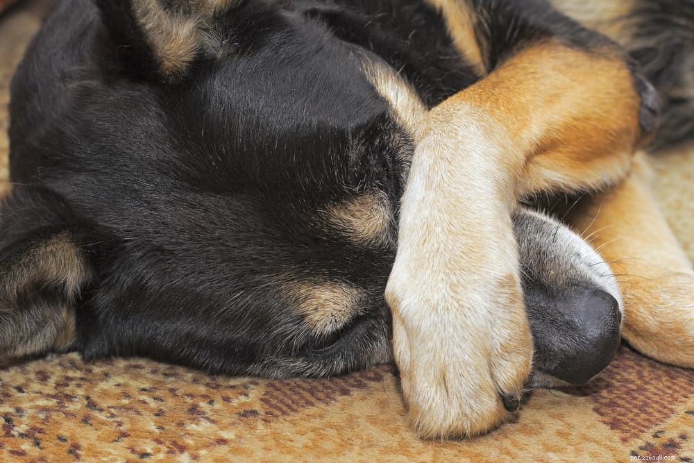 Canine Glaucoma: Causes, Symptoms, and Early Treatment