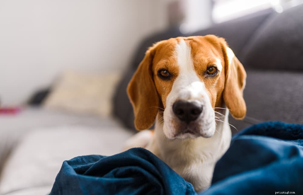 Canine Glaucoma: Causes, Symptoms, and Early Treatment