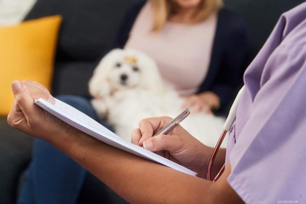 Understanding Heart Murmurs in Dogs: Causes, Diagnosis, and Care