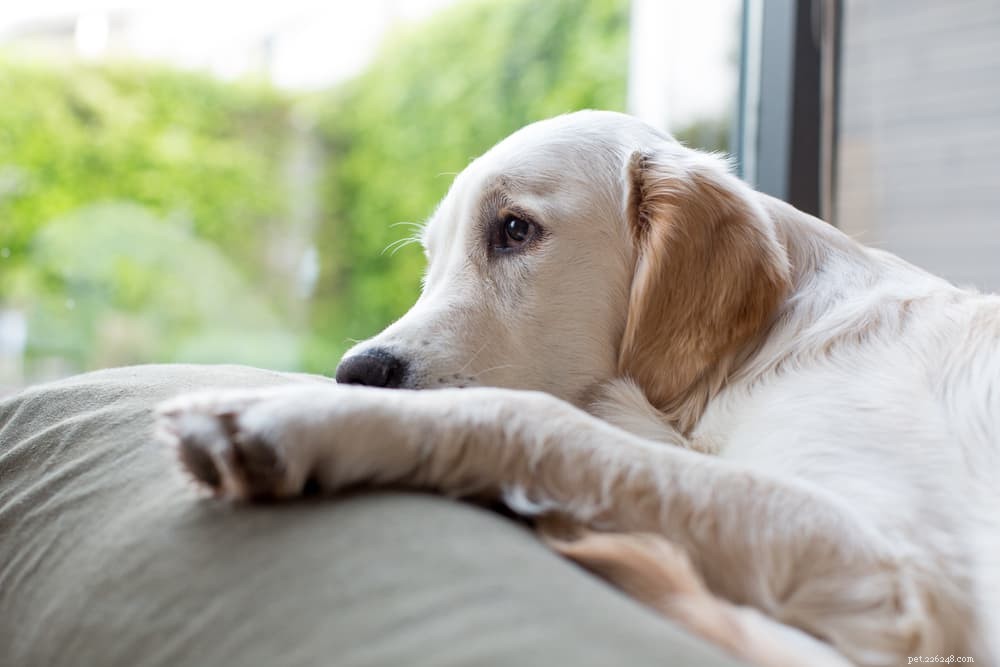 Understanding Heart Murmurs in Dogs: Causes, Diagnosis, and Care