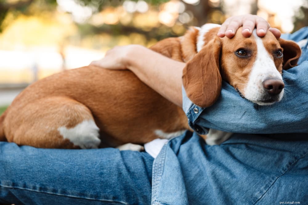 Understanding Heart Murmurs in Dogs: Causes, Diagnosis, and Care