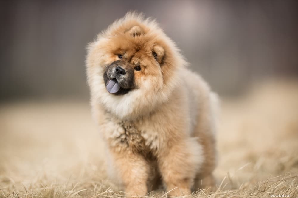 Understanding Cerebellar Hypoplasia in Dogs: Causes, Symptoms, and Care