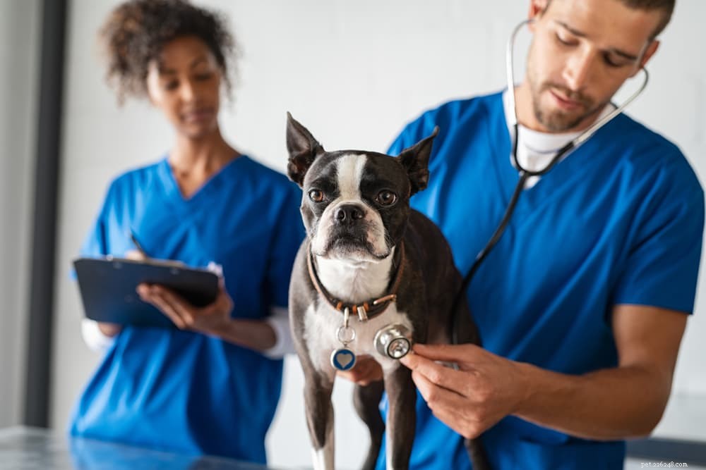 Understanding Cerebellar Hypoplasia in Dogs: Causes, Symptoms, and Care