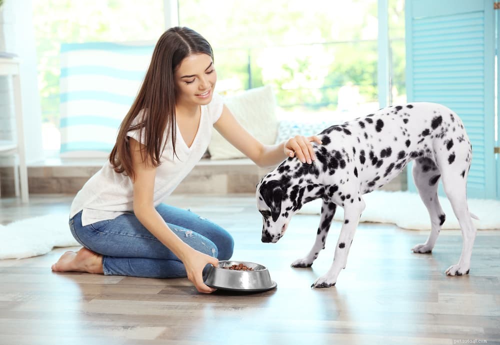 Understanding Cerebellar Hypoplasia in Dogs: Causes, Symptoms, and Care