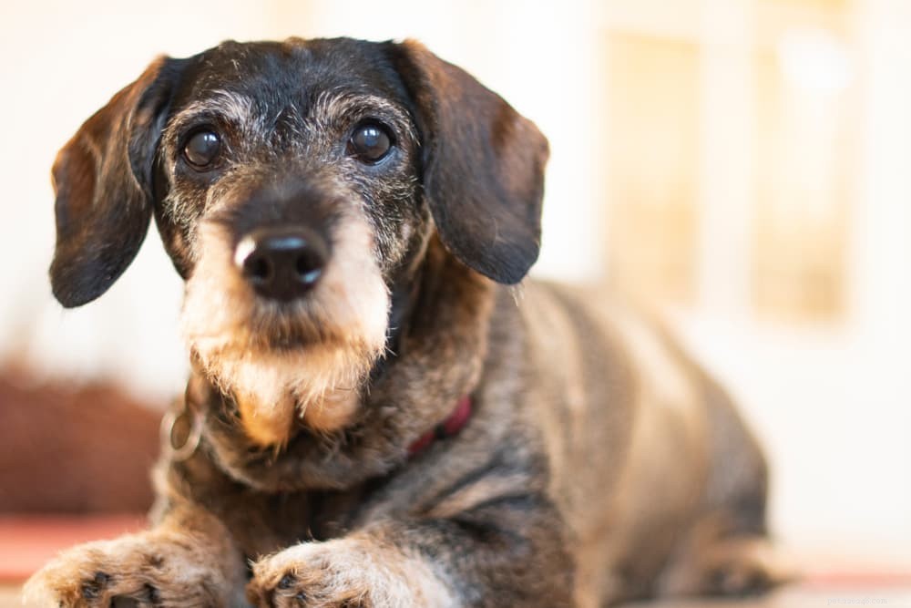 Congestive Heart Failure in Dogs: Causes, Symptoms, and Treatment Guide