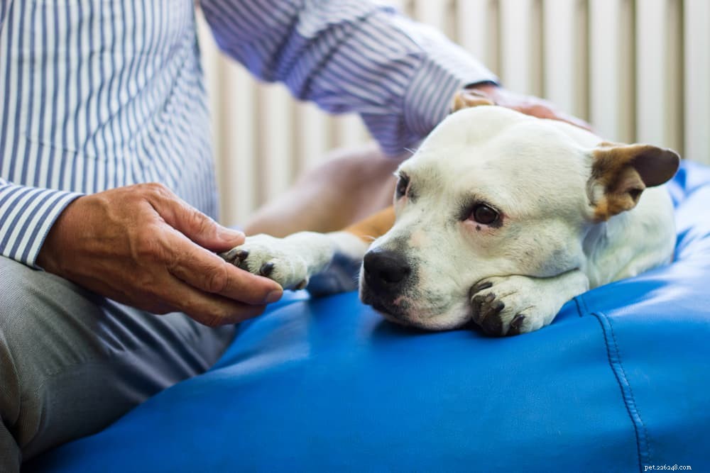 Congestive Heart Failure in Dogs: Causes, Symptoms, and Treatment Guide