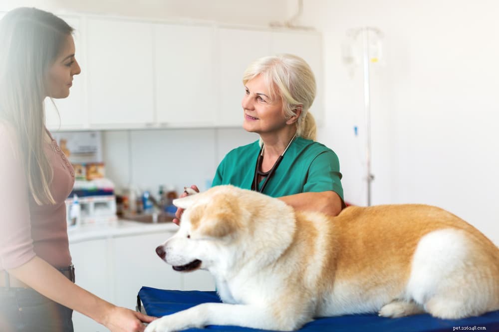Congestive Heart Failure in Dogs: Causes, Symptoms, and Treatment Guide