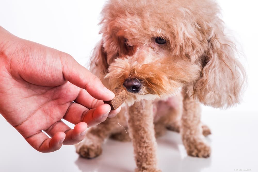 Congestive Heart Failure in Dogs: Causes, Symptoms, and Treatment Guide