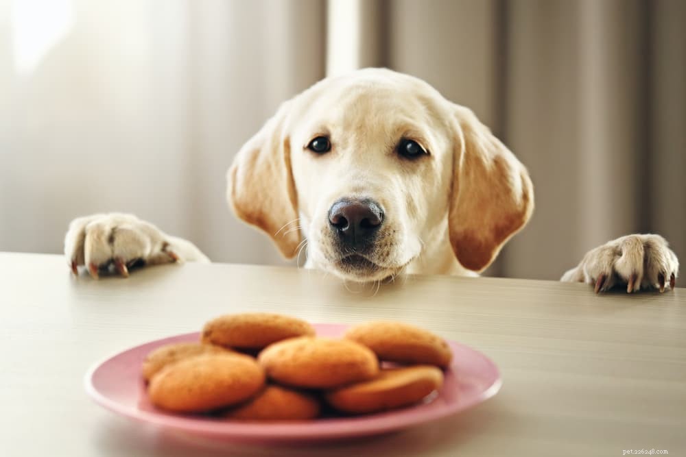 Beware: Xylitol Poisoning in Dogs – Symptoms, Prevention & Treatment