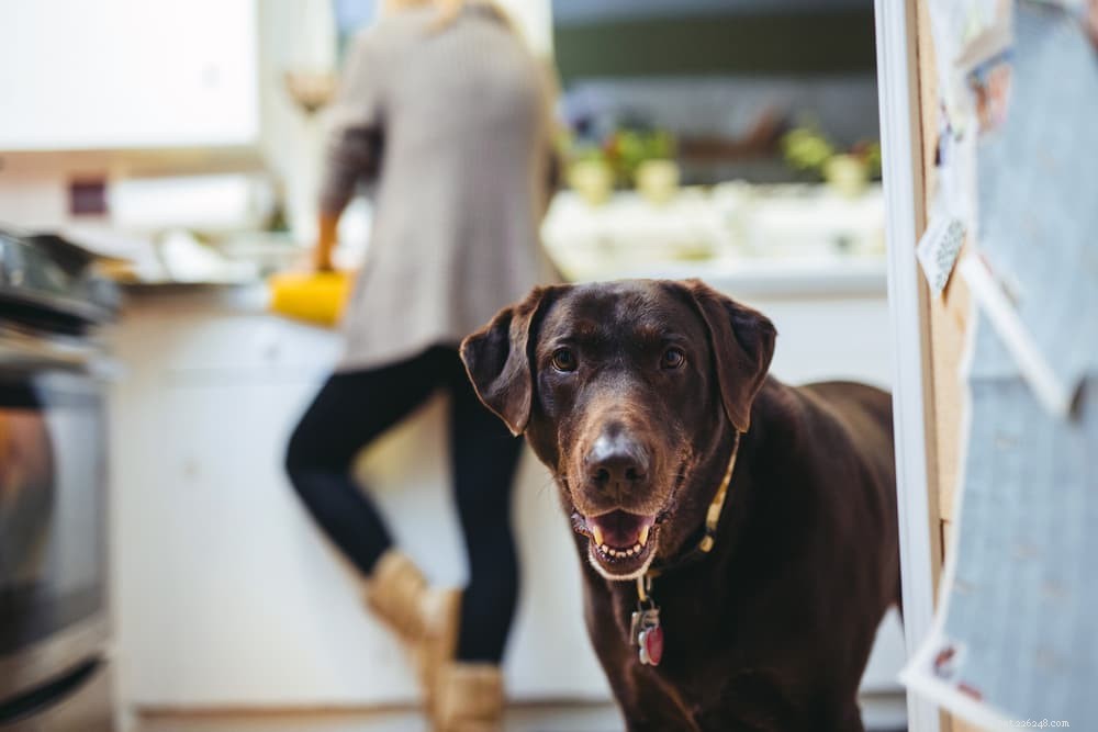 Beware: Xylitol Poisoning in Dogs – Symptoms, Prevention & Treatment