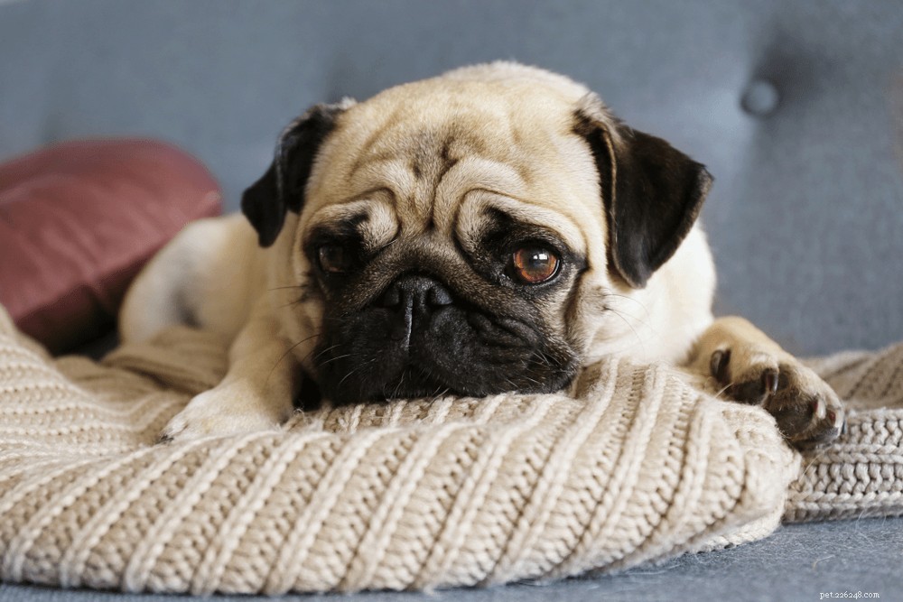 Recognizing Sadness in Your Dog: Signs, Causes, and How to Help