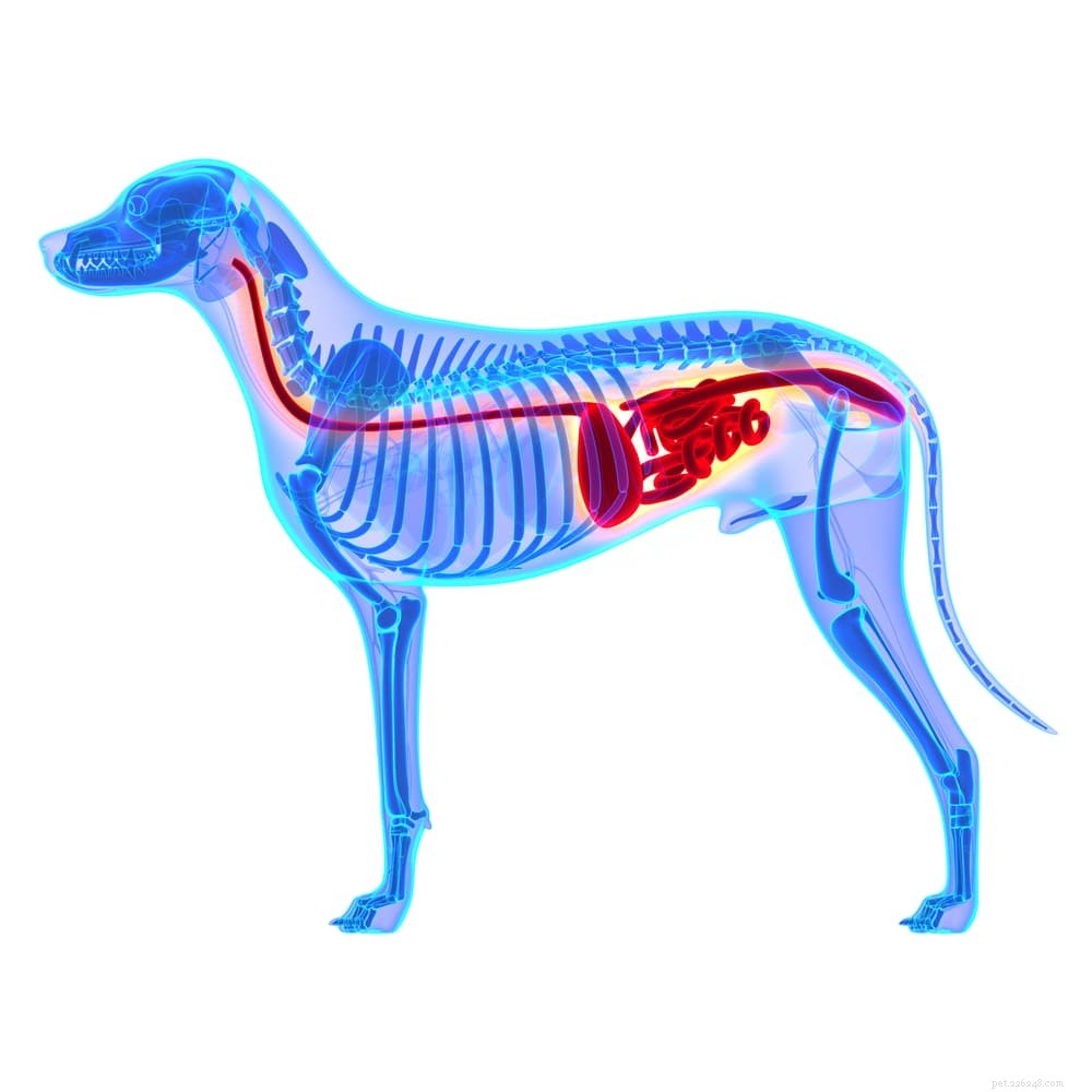 Understanding and Managing Digestive Issues in Dogs