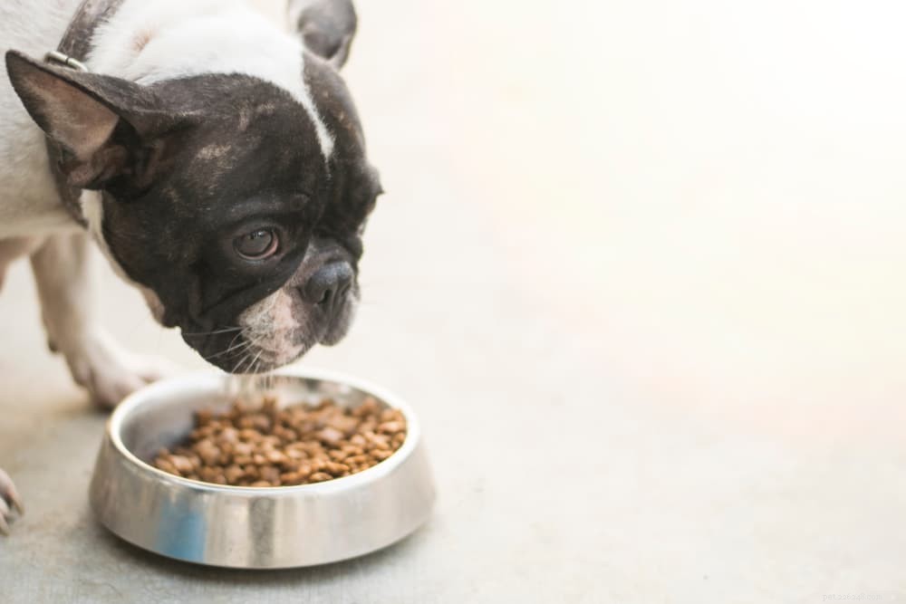 Understanding and Managing Digestive Issues in Dogs