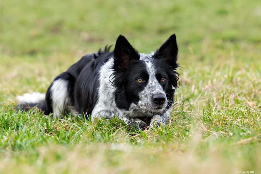Protect Your Dog: Understanding and Preventing Leptospirosis