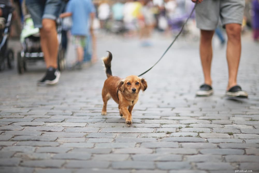 Protect Your Dog: Understanding and Preventing Leptospirosis