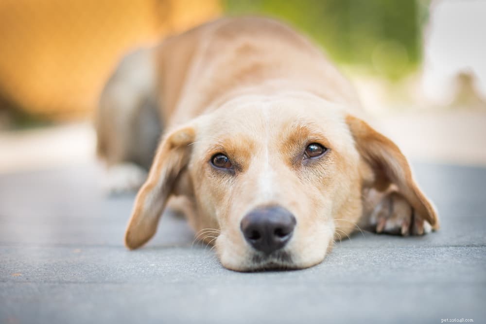Protect Your Dog: Understanding and Preventing Leptospirosis