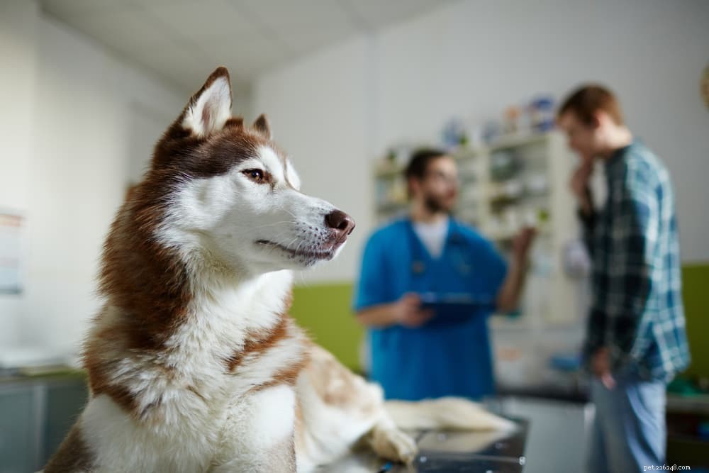 Protect Your Dog: Understanding and Preventing Leptospirosis