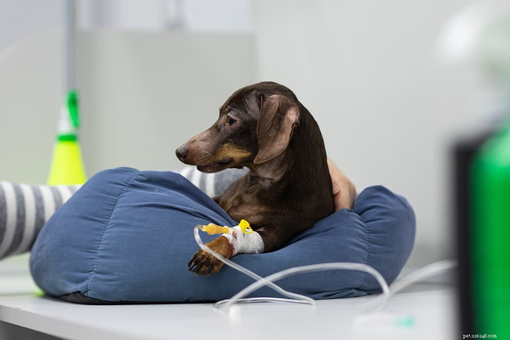 Protect Your Dog: Understanding and Preventing Leptospirosis