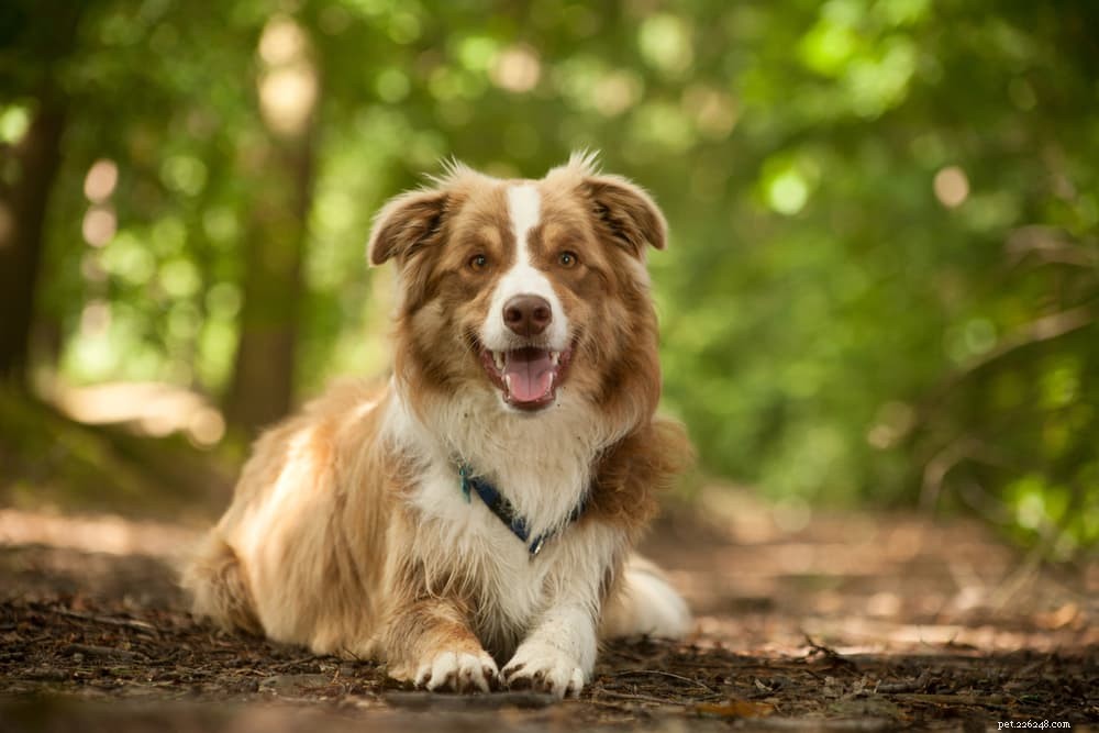 Protect Your Dog: Understanding and Preventing Leptospirosis