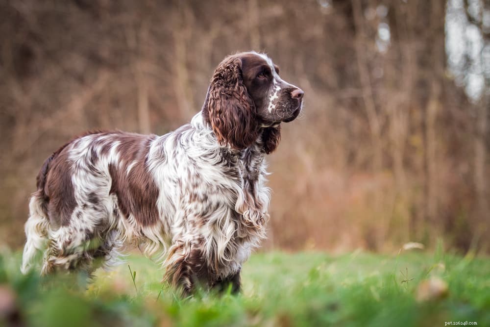 Canine Parvovirus: Symptoms, Treatment, and Prevention