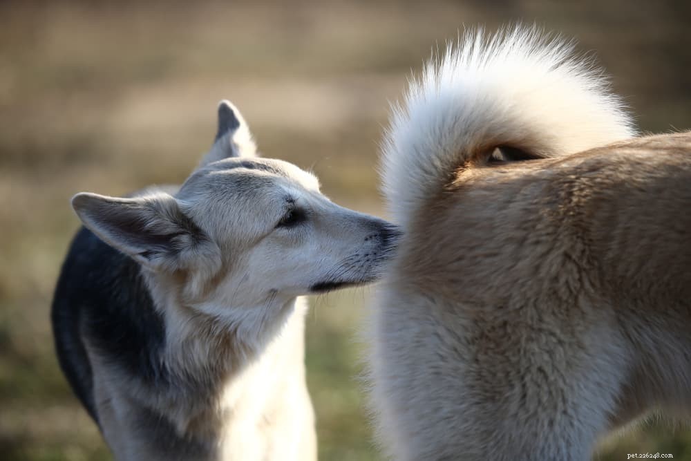 Canine Parvovirus: Symptoms, Treatment, and Prevention