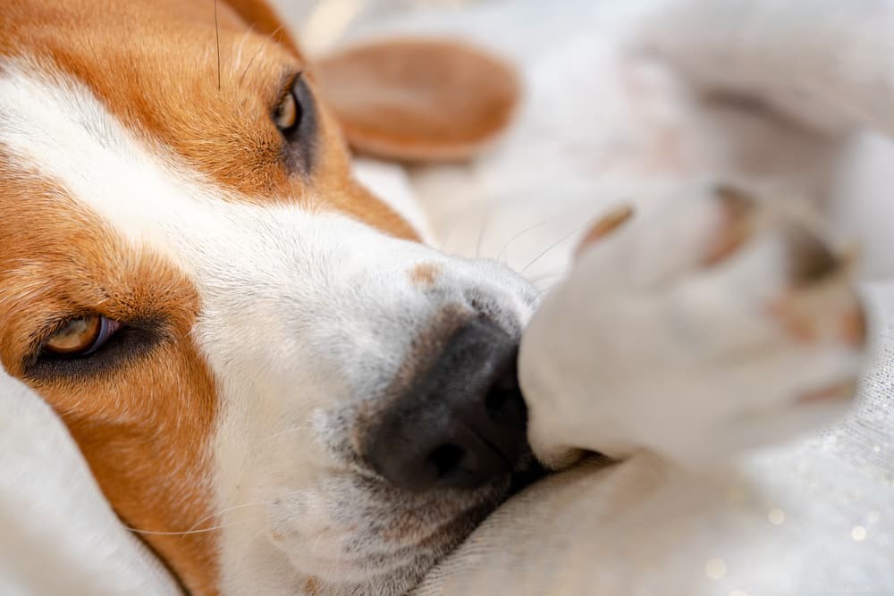 Canine Parvovirus: Symptoms, Treatment, and Prevention