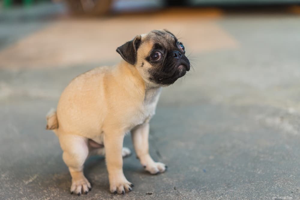 Canine Parvovirus: Symptoms, Treatment, and Prevention