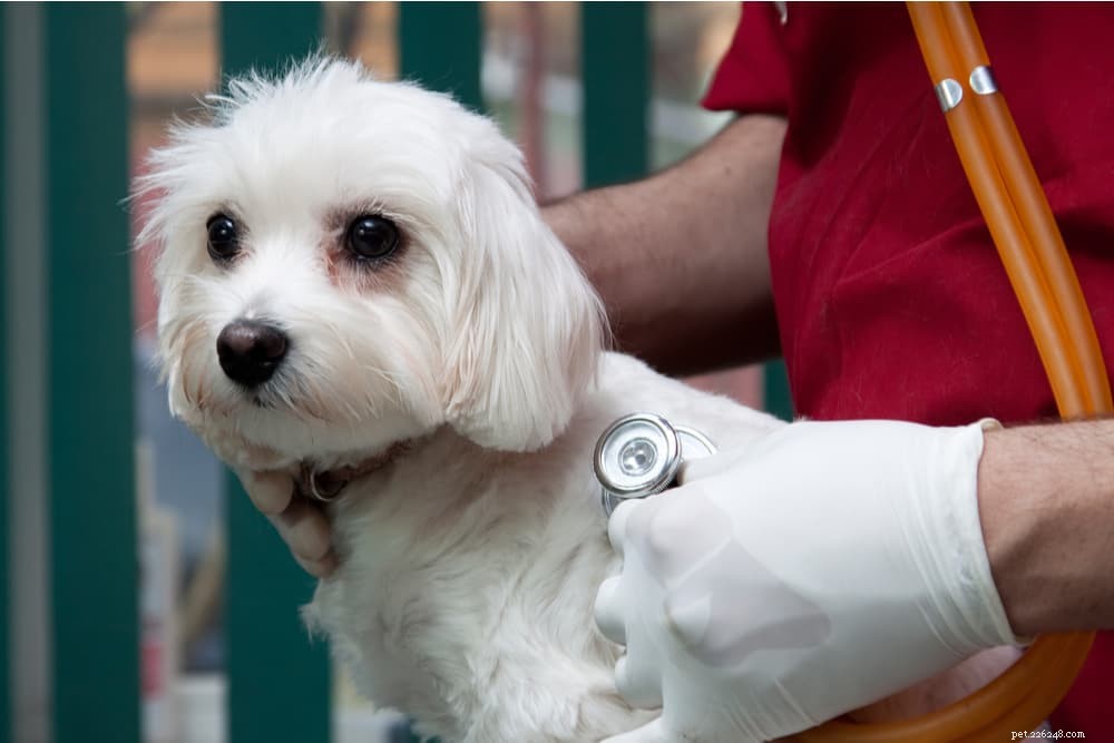 Canine Parvovirus: Symptoms, Treatment, and Prevention