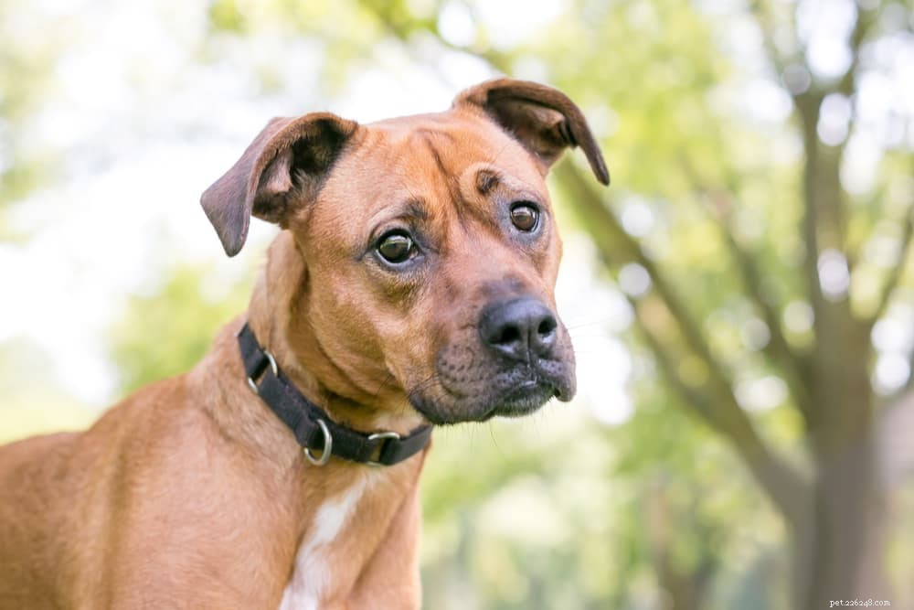 Understanding Brain Tumors in Dogs: Symptoms, Diagnosis & Treatment