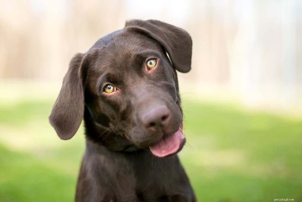 Understanding Brain Tumors in Dogs: Symptoms, Diagnosis & Treatment