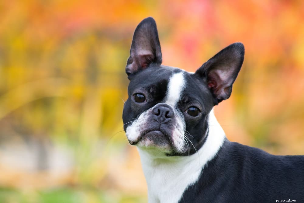 Understanding Brain Tumors in Dogs: Symptoms, Diagnosis & Treatment