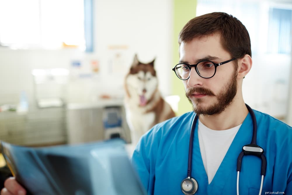 Understanding Brain Tumors in Dogs: Symptoms, Diagnosis & Treatment