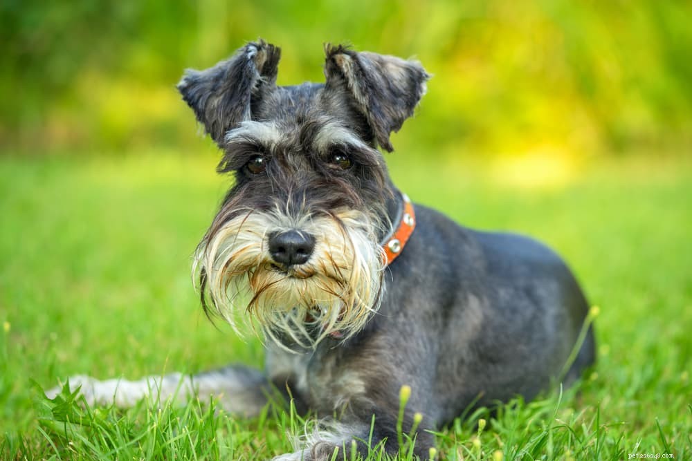Understanding Brain Tumors in Dogs: Symptoms, Diagnosis & Treatment