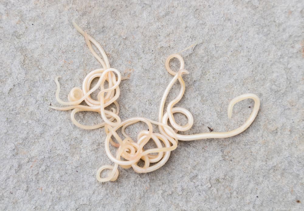 Understanding Roundworms in Dogs: Symptoms, Diagnosis, and Treatment
