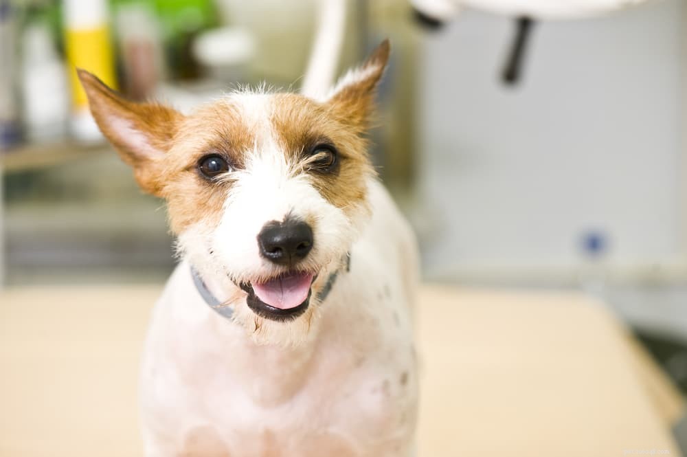 Understanding Roundworms in Dogs: Symptoms, Diagnosis, and Treatment