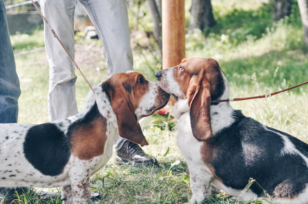 Understanding Roundworms in Dogs: Symptoms, Diagnosis, and Treatment
