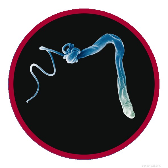 Whipworm Infections in Dogs: Symptoms, Diagnosis, and Treatment