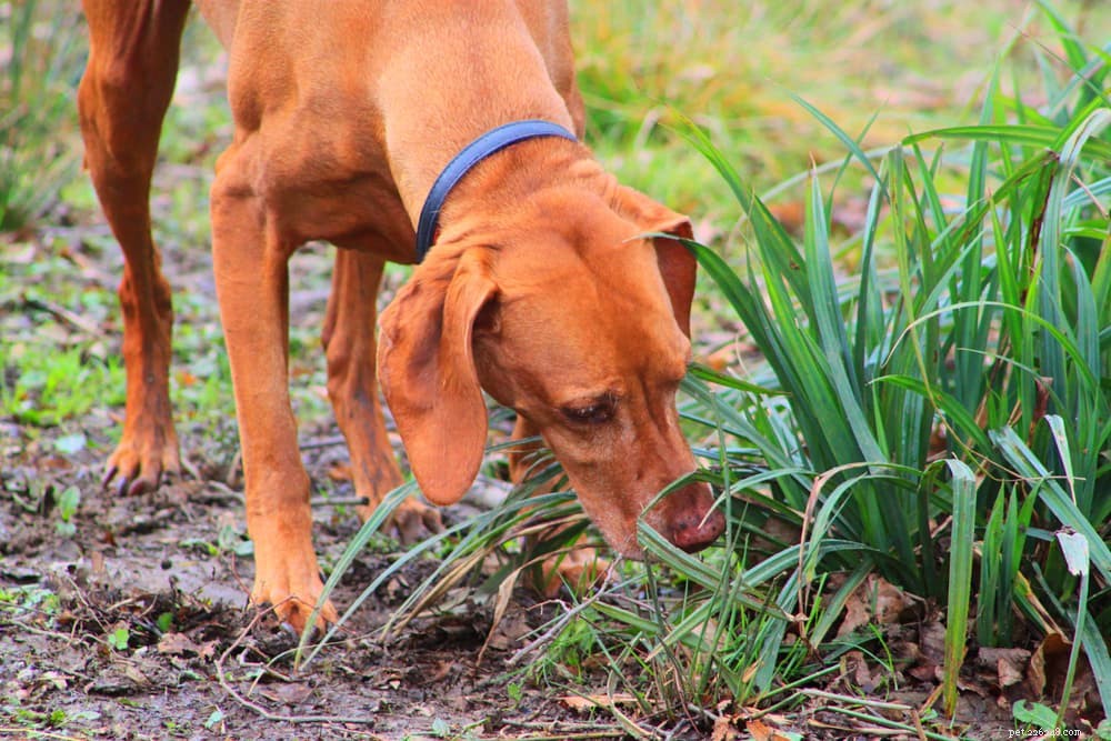 Whipworm Infections in Dogs: Symptoms, Diagnosis, and Treatment
