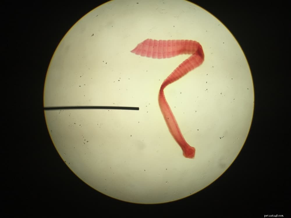 Understanding Tapeworms in Dogs: Symptoms, Diagnosis, and Treatment