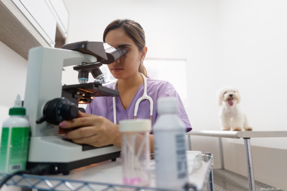 Understanding Tapeworms in Dogs: Symptoms, Diagnosis, and Treatment