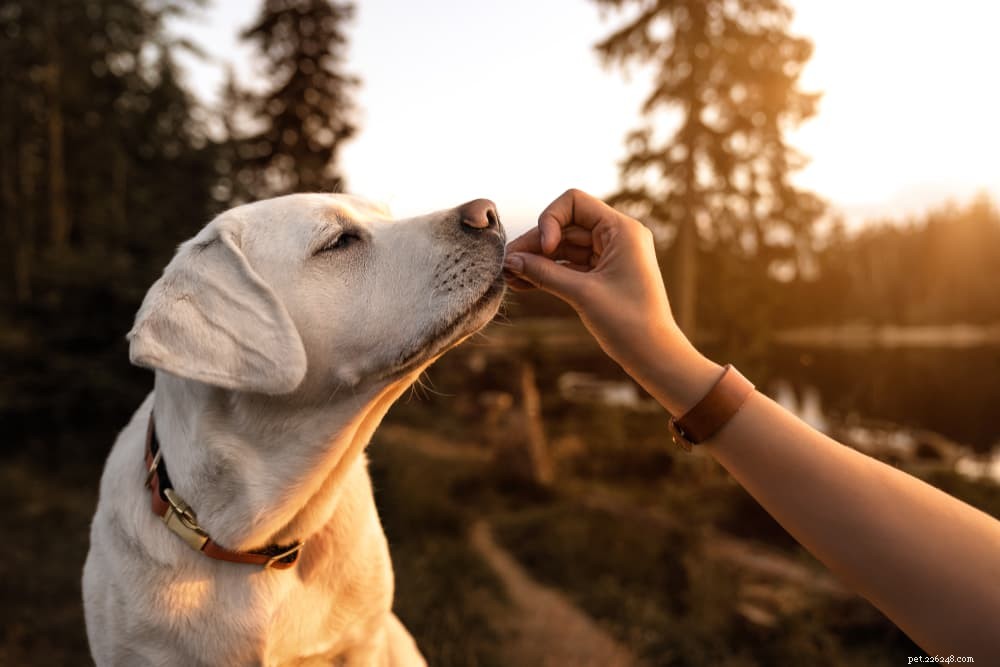 Understanding Tapeworms in Dogs: Symptoms, Diagnosis, and Treatment