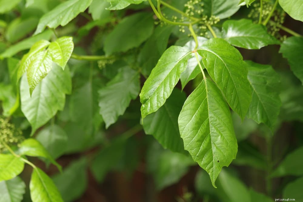 Poison Ivy: How It Affects Your Dog & What to Do