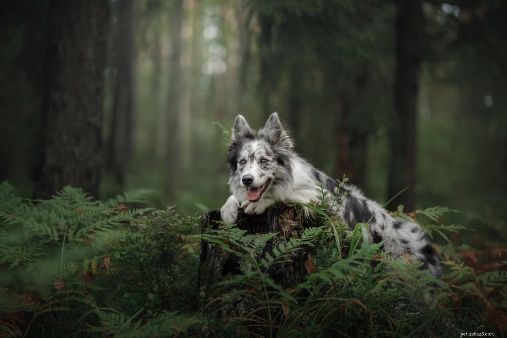 Poison Ivy: How It Affects Your Dog & What to Do