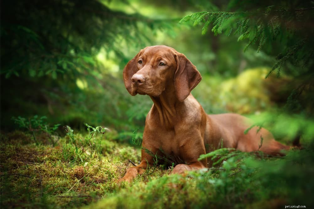 Poison Ivy: How It Affects Your Dog & What to Do