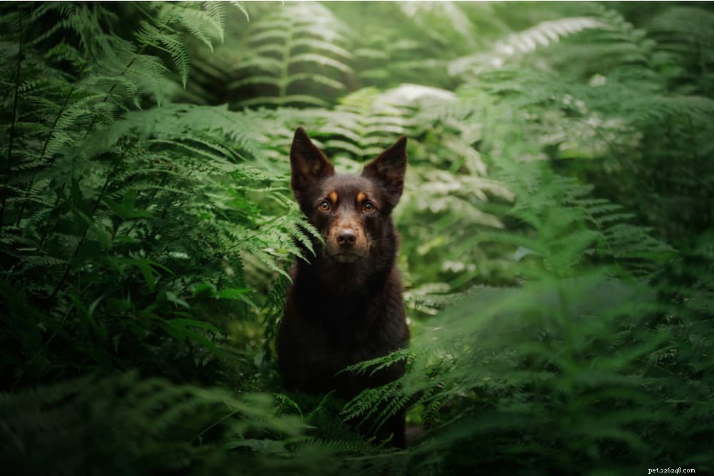 Poison Ivy: How It Affects Your Dog & What to Do