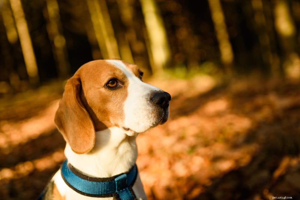 Poison Ivy: How It Affects Your Dog & What to Do
