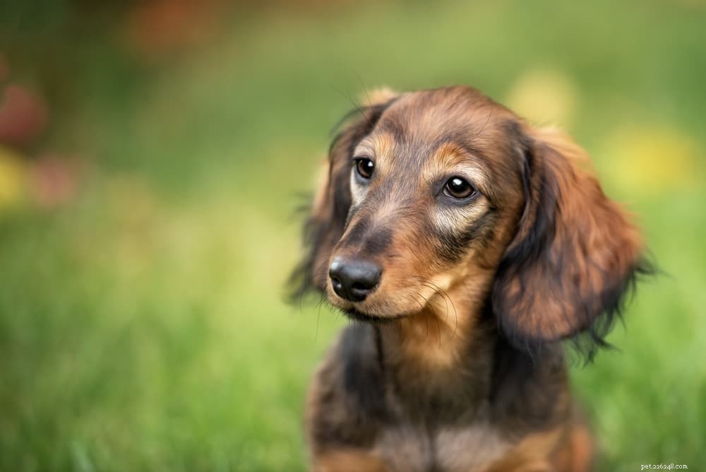 Histiocytoma in Dogs: Symptoms, Diagnosis, and Care